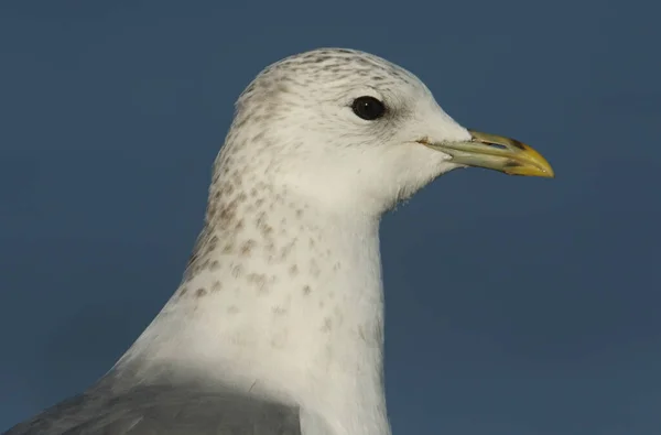 Snímek Hlavy Racka Obecného Larus Canus — Stock fotografie