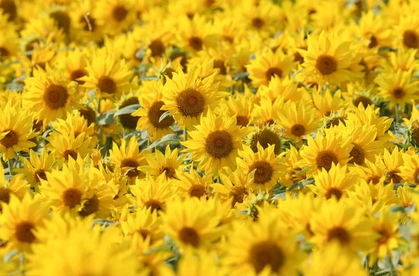 A field full of Sunflowers growing in a wildflower meadow. They have been grown to feed the wildlife during the winter months.