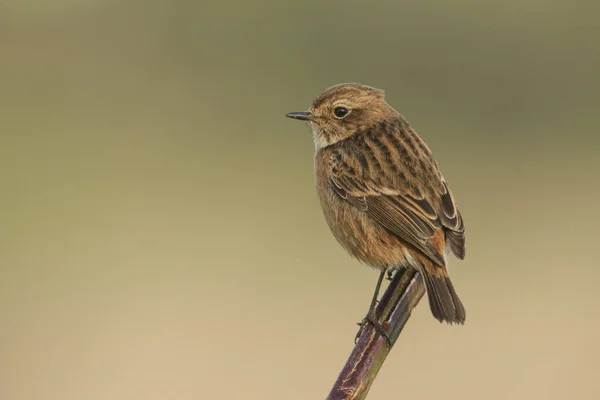 Piękna Kobieta Stonechat Moment Obrotowy Saxicola Siedząca Czubku Łodygi Rośliny — Zdjęcie stockowe