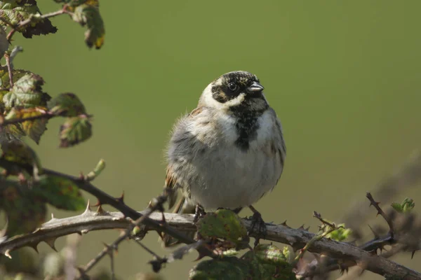 Uno Splendido Maschio Reed Bunting Emberiza Schoeniclus Appollaiato Cespuglio Rovi — Foto Stock