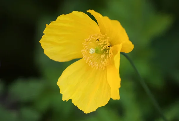 Саду Великобритании Растет Симпатичный Желтый Валлийский Цветок Попсы Meconopsis Cambrica — стоковое фото