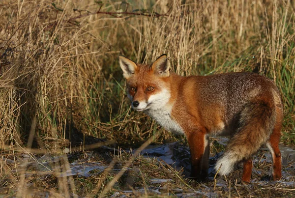 A magnificent wild hunting Red Fox, Vulpes vulpes, hunting for food to eat in a meadow on a cold frosty winters day in the UK.