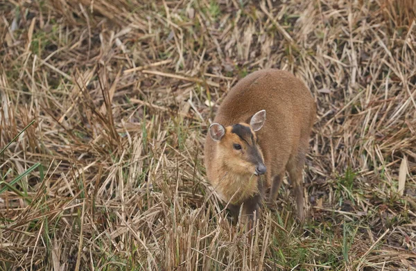 Uma Bela Fêmea Muntjac Veado Muntiacus Reevesi Alimentando Uma Ilha — Fotografia de Stock