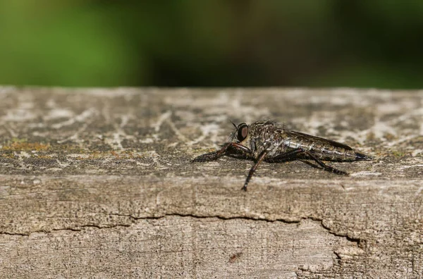 Une Mouche Voleuse Chasse Perchée Sur Une Clôture Bois Bord — Photo