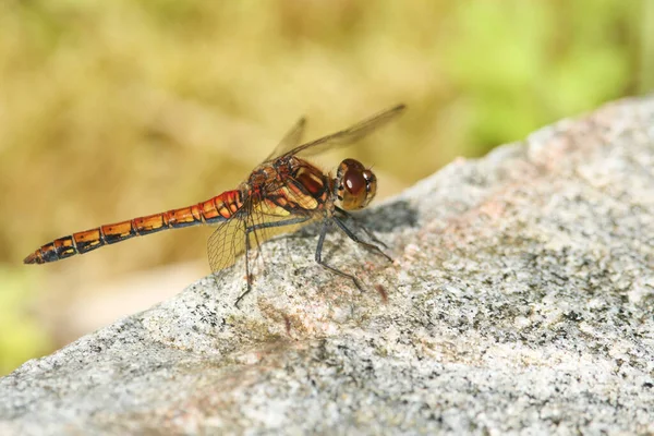 Zwykła Ważka Darter Sympetrum Striolatum Siedząca Skale — Zdjęcie stockowe