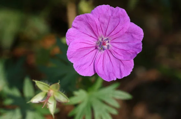 Flor Hermoso Pico Grulla Sangrienta Geranium Sanguineum Creciendo Naturaleza Reino —  Fotos de Stock