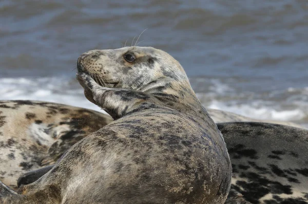 Selo Cinzento Halichoerus Grypus Relaxante Praia — Fotografia de Stock