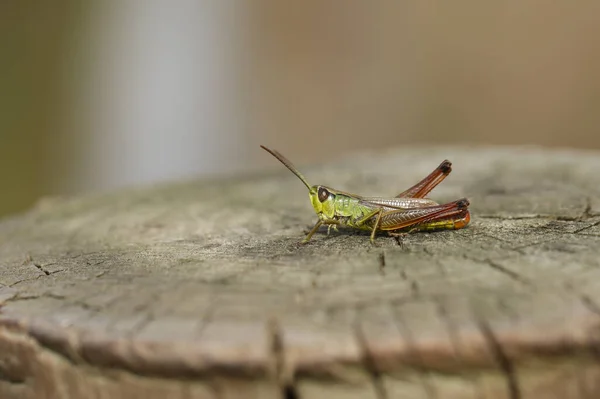 Eine Hübsche Wiesenheuschrecke Chorthippus Parallelus Thront Auf Einem Holzpfosten — Stockfoto