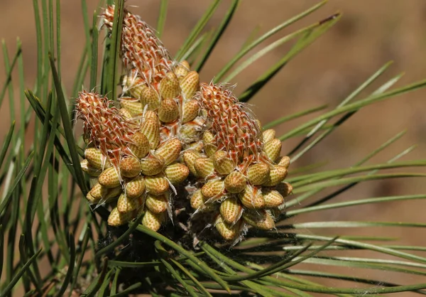 Black Pine 'ın güzel çiçekleri, Pinus Nigra, İngiltere' de yetişiyor..