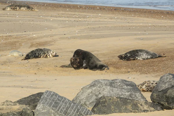 Dois Grandes Touros Dominantes Grey Seal Halichoerus Grypus Uma Praia — Fotografia de Stock