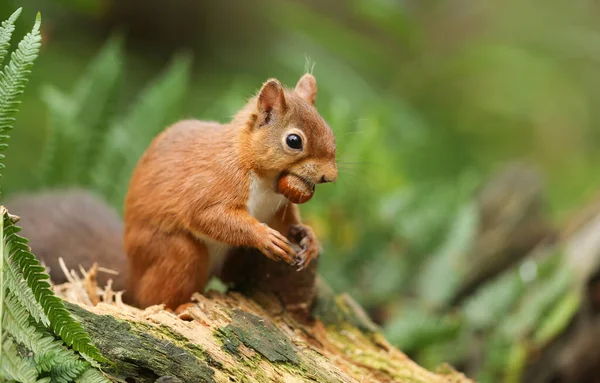 Humorvolle Aufnahme Eines Roten Eichhörnchens Sciurus Vulgaris Das Mit Einer — Stockfoto