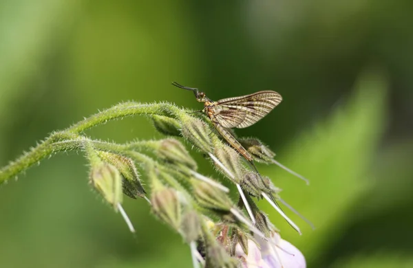 Beautiful Mayfly Ephemera Vulgata Perching Comfrey Flower Edge Fast Flowing — Stock Photo, Image