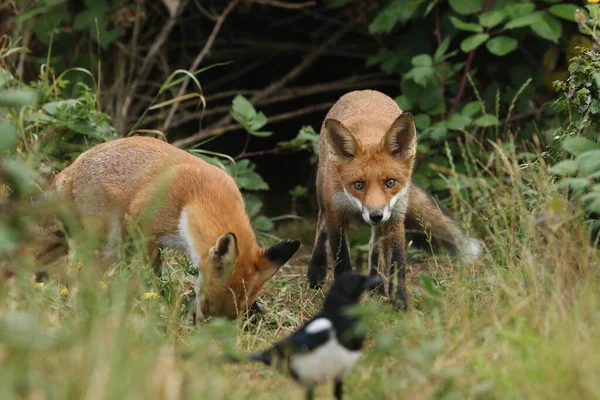 Dois Caçando Raposas Vermelhas Selvagens Famintas Vulpes Vulpes Entrada Covil — Fotografia de Stock