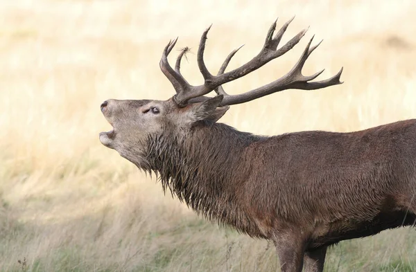 Cervo Rosso Dominante Cervus Elaphus Soffiando Durante Stagione Degli Scatti — Foto Stock