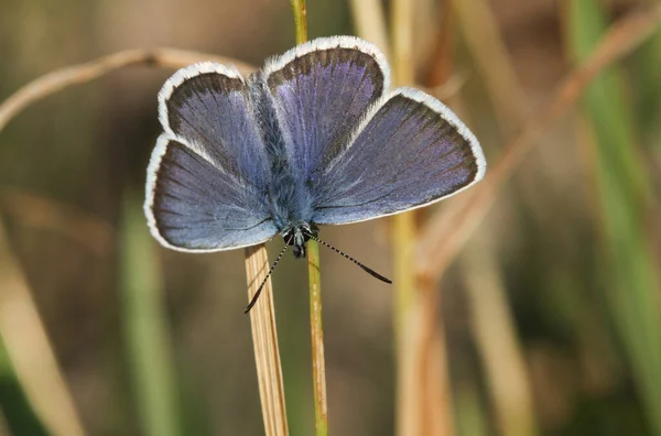 An open winged, Silver-studded blue Butterfly (Plebejus argus) perching on a blade of grass.