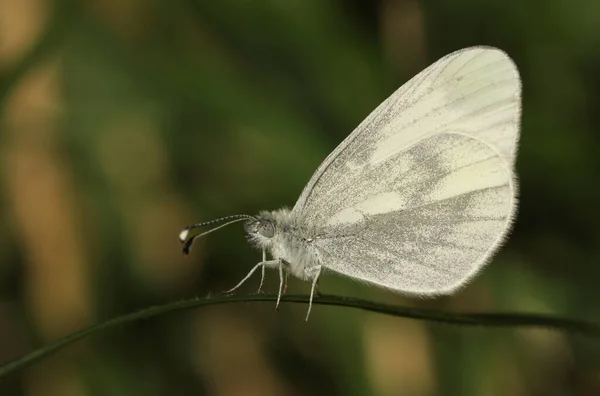 珍しい木の白い蝶 Leptidea Sinapis 私たちの上品な蝶は 英国のすべての蝶の中で最も遅く繊細なフライトの1つで 植物に覆われています — ストック写真