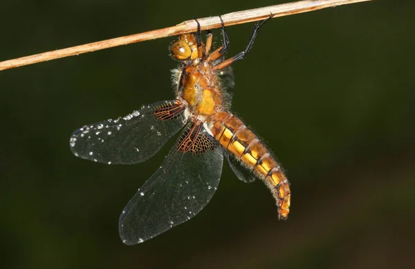 Perching Broad Bodied Chaser Libellula Depressa Com Gotas Água Suas — Fotografia de Stock