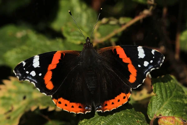 Beautiful Red Admiral Butterfly Vanessa Atalanta Perched Leaf Open Wings — Stock Photo, Image