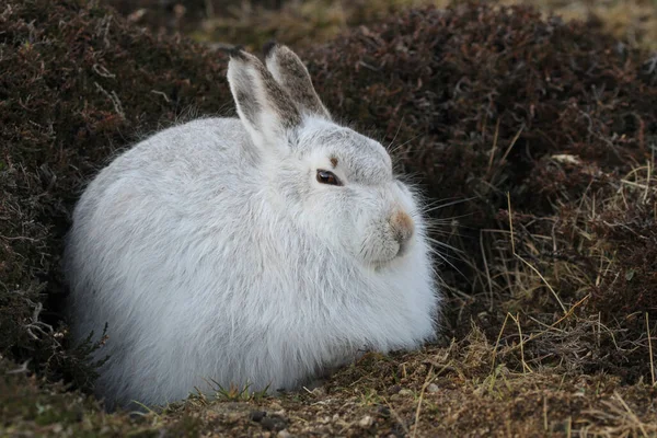 Zając Górski Lepus Timidus Zimowym Białym Płaszczu Wysoko Szkockich Górach — Zdjęcie stockowe