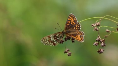 Kanatları açık bir şekilde burun buruna tünemiş iki muhteşem Heath Fritillary Butterfly (Melitaea Athalia) sergiliyorlar..