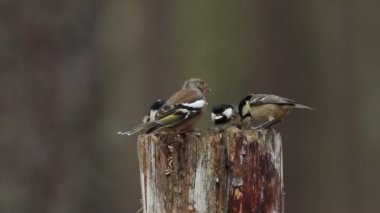 Tilki, Vulpes vulpes ve şirin yavrusu mağaralarının girişinde besleniyorlar. Arka planda diğer tilkiler içeri girerken görülebilir ve itiş kakış yaşarlar..