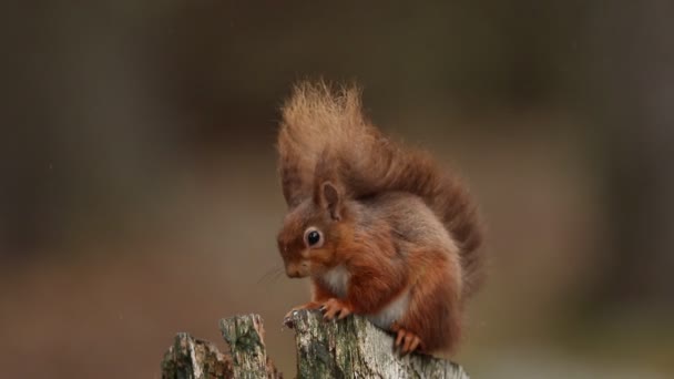 Una Impresionante Ardilla Roja Sciurus Vulgaris Sentada Tronco Árbol Comiendo — Vídeos de Stock