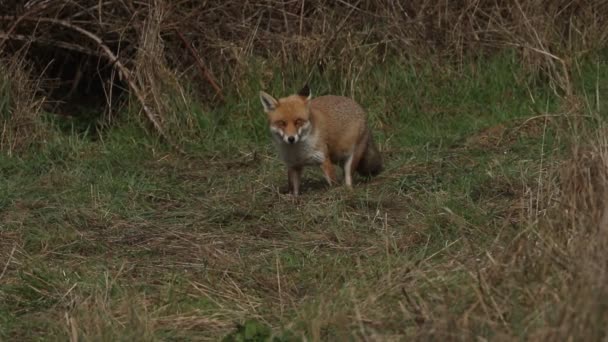 Magnífico Zorro Rojo Salvaje Vulpes Vulpes Buscando Comida Para Comer — Vídeos de Stock