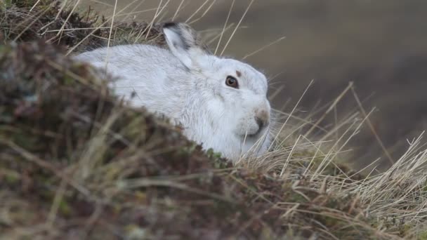 Ένας Όμορφος Ορειβάτης Lepus Timidus Στα Βουνά Των Ορεινών Περιοχών — Αρχείο Βίντεο