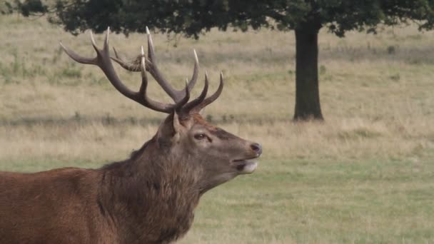 Head Shot Magnificent Red Deer Stag Cervus Elaphus Bellowing — Stock Video