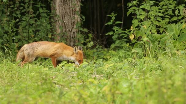 Krásná Divoká Červená Liška Vulpes Vulpes Krmící Okraji Lesa — Stock video