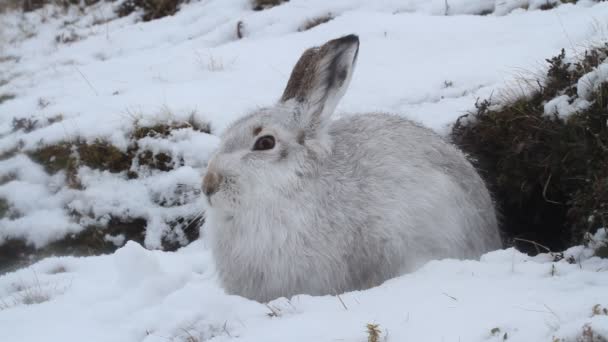 Una Lepre Montagna Lepus Timidus Una Tempesta Neve Nelle Highlands — Video Stock