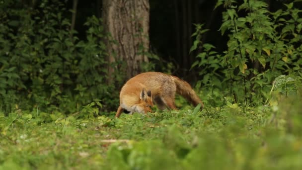 Ohromující Divoká Červená Liška Vulpes Vulpes Krmící Poli Okraji Lesa — Stock video