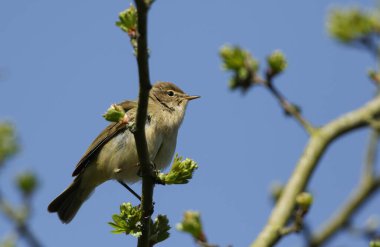 Bir Chiffchaff, Phylloscopus Collybita, baharda bir Hawthorn ağacının dalına tünemiş..