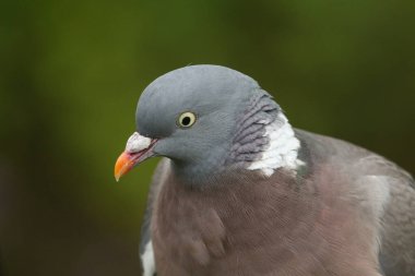 Bir Woodpidgeon 'ın güzel bir vesikalığı, Columba Palumbus.. 
