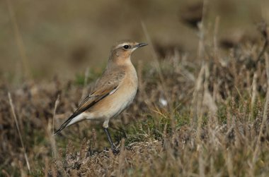 Bir Wheatear, Oenanthe Oenanthe, bir tarlada duruyor. İngiltere 'ye yaz ziyaretçisi ve böcek avlıyor..