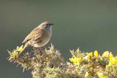 Güzel bir Dunnock, Prunella modülleri, çiçekli bir çalı üzerinde tünemiş..