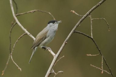 Baş döndürücü bir erkek şarkı söylüyor, Sylvia atricapilla, bir ağacın dalına tünemiş..