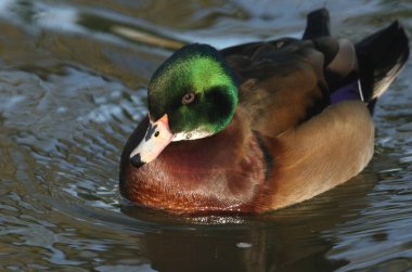 Orman ördeği ya da Carolina ördeği (Aix sponsa) ırmakta yüzen vahşi bir melez..