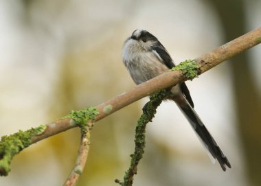  A sweet Long-tailed Tit, Aegithalos caudatus, perched on a branch in a tree covered in lichen.