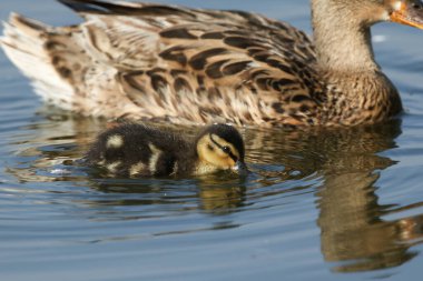 Şirin bir Mallard Ördeği, Anas ornitorenkleri, gölde yüzüyor ve suyun yüzeyinden besleniyor..