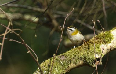 Güzel bir Firecrest (Regulus ignicapillus) yosunlarla kaplı bir dala tünemiştir..