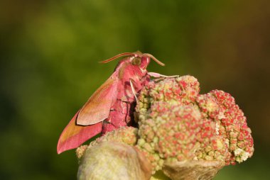 Güzel bir fil şahin güvesi (Deilephila elpenor) bir ravent çiçeğinin üzerinde tünemektedir..