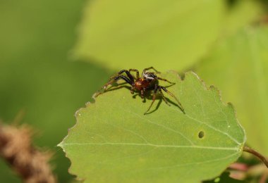 Avlanan Yengeç Örümceği Thomisidae, İngiltere 'deki ağaçlık alanda, Populus Tremula adlı bir Aspen yaprağının üzerinde saklanıyor..