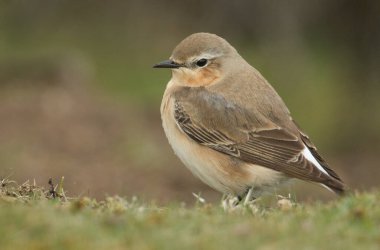Göz kamaştırıcı dişi Wheatear, Oenanthe oenanthe, İngiltere 'nin Durham kırlarında böcek avlıyor.. 