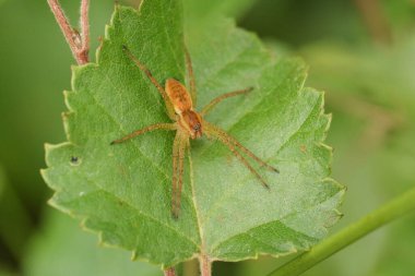 Dolomedes Fimbriatus adında nadir bulunan bir av örümceği, küçük bir ağacın yaprağına tünemiş..