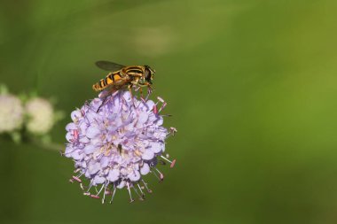 Uyuz bir çiçeğin üzerinde bPretty Hoverfly.