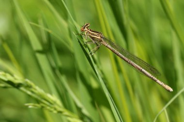 Beyaz bacaklı güzel bir kızböceği, Platycnemis pennipes, çimenlere tüneyen.