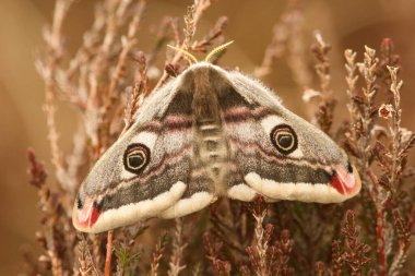 Heather 'a tünemiş çarpıcı bir İmparator Güve (Saturnia pavonia).