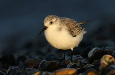 Bir Sanderling (Calidris alba) son günlerinde kıyıda yiyecek arıyor..