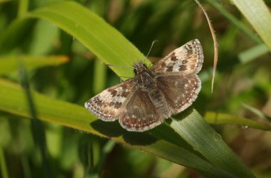A pretty Dingy Skipper Butterfly, Erynnis tages, perching on a blade of grass. clipart